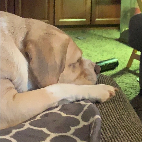 Meet your Posher, Hollie - Picture 1 of 1